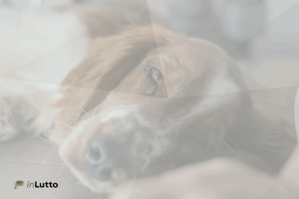 Lutto per animale domestico