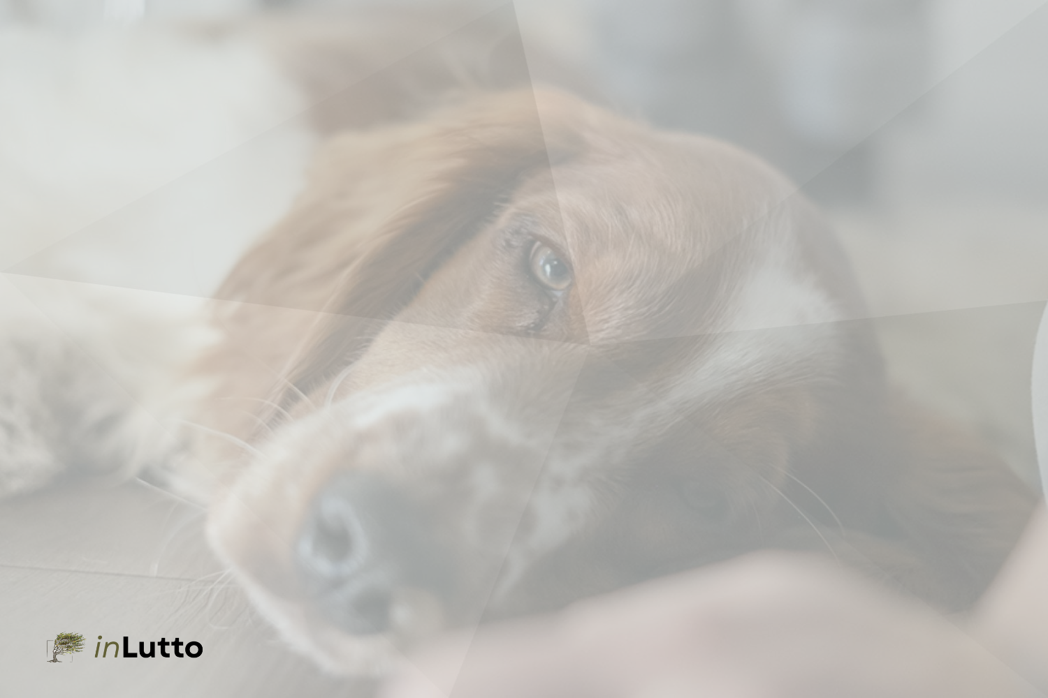 Lutto per animale domestico