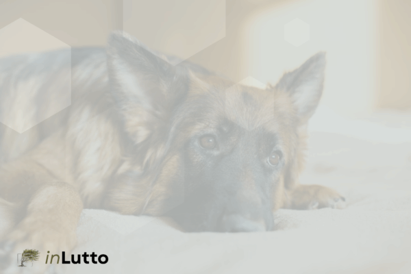 Superare il lutto del cane: 6 strategie per affrontare la perdita di un amico speciale